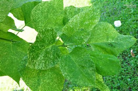 Catalpa Speciosa Pulverulenta Razkošni Cigarovec Pulverulenta