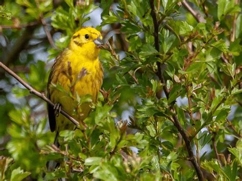 What is the State Bird of Alabama? - Animals Insider