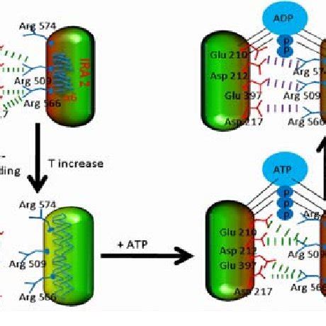 Ligand Induced Conformational Changes In Different Categories Of