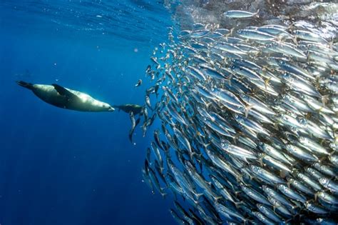 Premium Photo Sea Lion Hunting In Sardine Bait Ball In Pacific Ocean