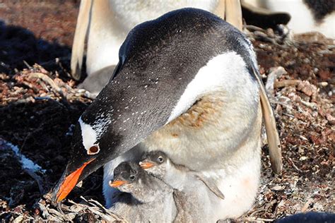 Falkland Islands - Bleaker Island - Wildlife