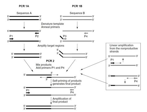 معرفی تکنیک Overlap Extension Pcr دکتر مجازی