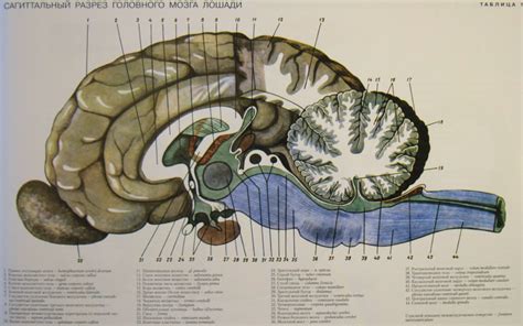 Диаграмма Anatomy Neurology Sagittal Horse Brain Quizlet