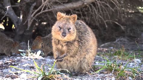 Quokka Wallpapers Top Free Quokka Backgrounds Wallpaperaccess