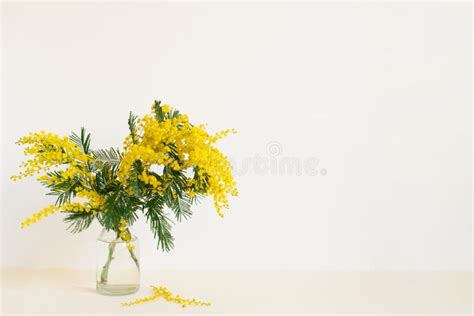 Beautiful Yellow Mimosa Flower Blossom In Glass Vase In Spring Time