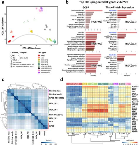 Transcriptomic Analysis Of Irgcs During The Differentiation Process A Download Scientific