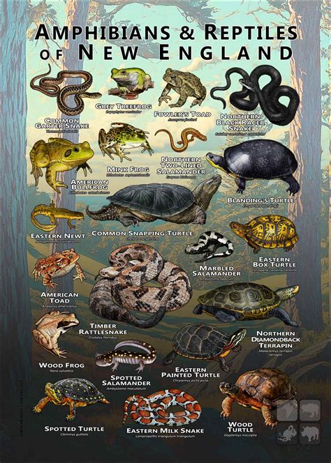 Amphibians & Reptiles of New England Poster Print