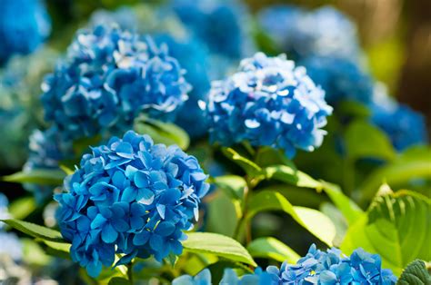 Comment bien planter un hortensia Débroussaillez