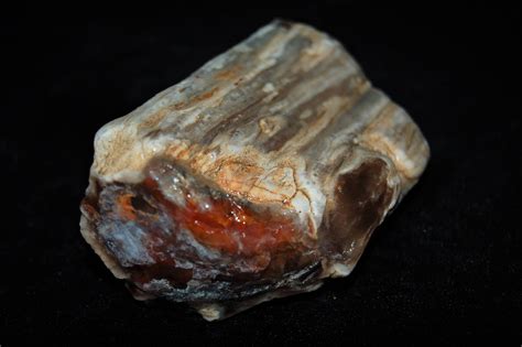 385 Gr Petrified Wood Agate Natural Rough Etsy Petrified Wood Wood