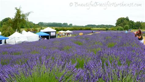 Sequim Lavender Festival: Celebrating Lavender