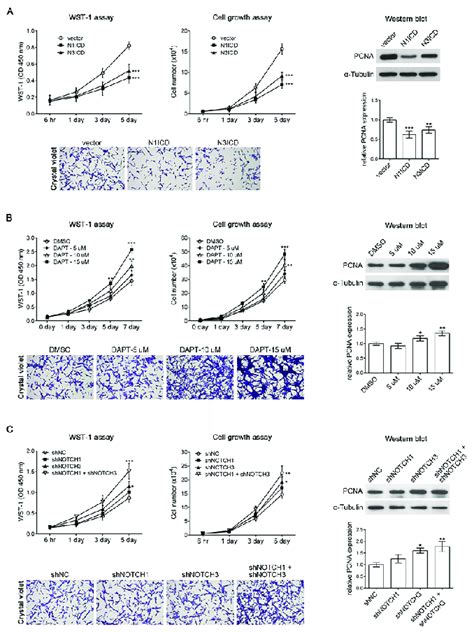 Notch1 And Notch3 Suppresses U 87 Mg Cell Proliferation A The Result Download Scientific