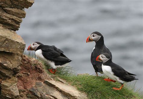 images coast bird group seabird cliff wildlife orange