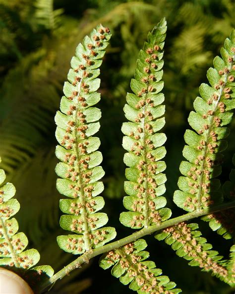 Geschubde Mannetjesvaren Dryopteris Affinis