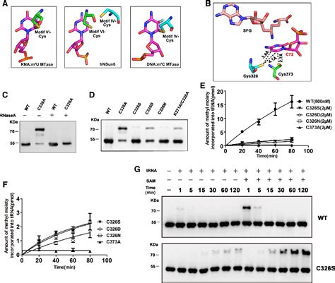 Figure 5 From Structural Basis For Substrate Binding And Catalytic