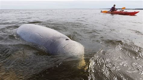 Take An Up Close Look At Beluga Whales In Hudson Bay Youtube