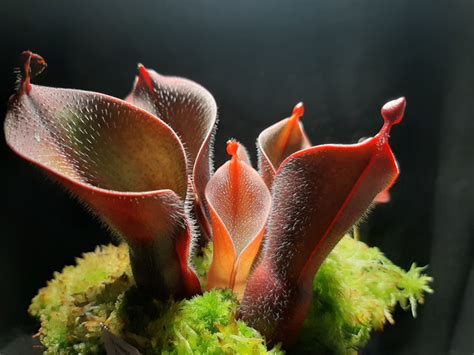 Heliamphora Minor Var Pilosa Photos