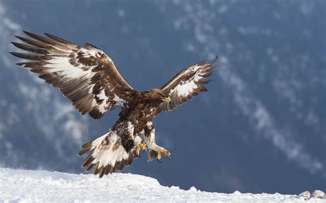 Fonds d écran Aigle royal prédateur vol ailes neige 2880x1800 HD image