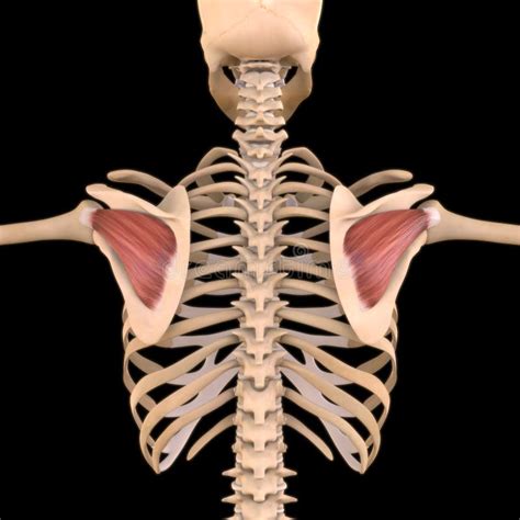 Infraspinatus Muskelanatomie Für Medizinische Abbildung Des Begriffs 3d