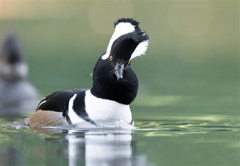 Hooded Merganser Courting Never Tire Of Watching The Hoodi Flickr