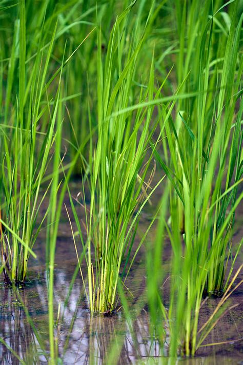 Rice Field Bali Island Indonesia Photograph By Rostislav Ageev Pixels