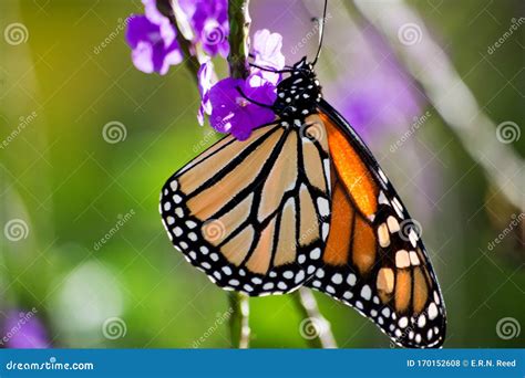 Monarch Butterfly Danaus Plexippus At San Antonio Botanical Garden