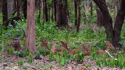 The Eld's Deer is an Endangered species due to habitat loss and hunting ...