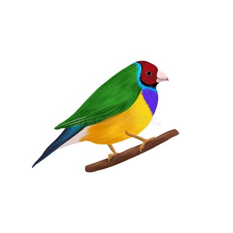 Drawing Bird Gouldian Finch Stock Illustration Illustration Of Line Flock 209837306