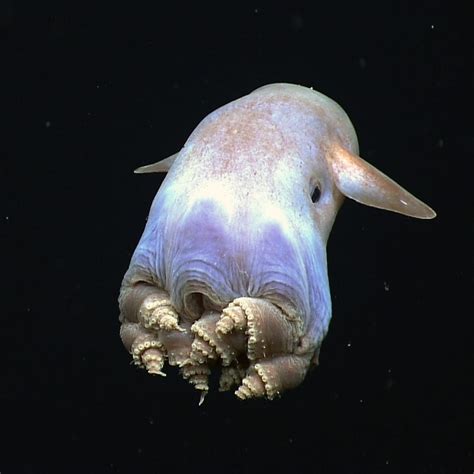 Oceana On Instagram Dumbo Octopuses Are The Deepest Dwelling Of All