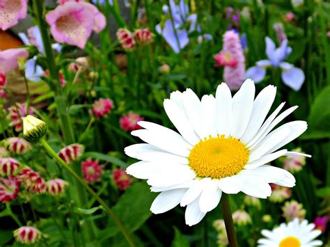 Daisy Photos, Download The BEST Free Daisy Stock Photos & HD Images