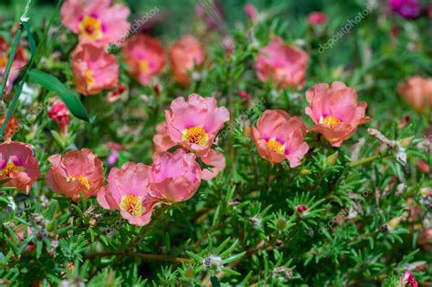 Portulaca Grandiflora Musgo Rosa Planta Con Flores Rosa P Lido Color