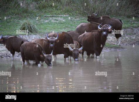 Indian Gaur Calf High Resolution Stock Photography and Images - Alamy