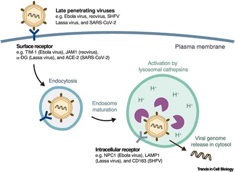 Lysosomal Enzyme Trafficking From Molecular Mechanisms To Human