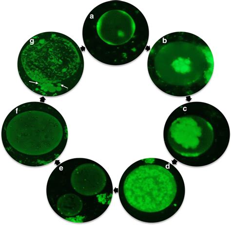 Formation Of Progenies Like Blastocystis Sp Upon In Vitro Thermal Download Scientific Diagram