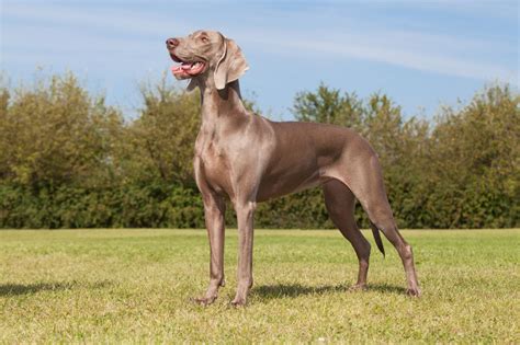 Weimaraner Dog Breed Information, Buying Advice, Photos and more | Pets4Homes