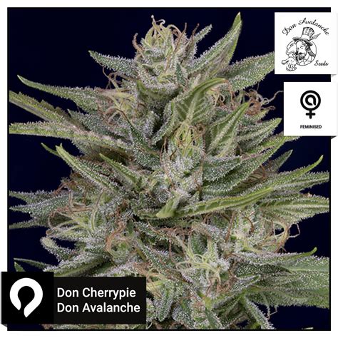 Don Cherrypie Don Avalanche Feminised Seeds Kazam Seeds