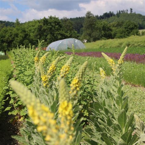 Biokräuterei Mathiasnhof BIO AUSTRIA