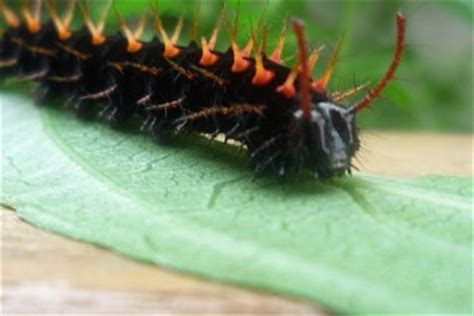 Malachite Caterpillar : Biological Science Picture Directory – Pulpbits.net