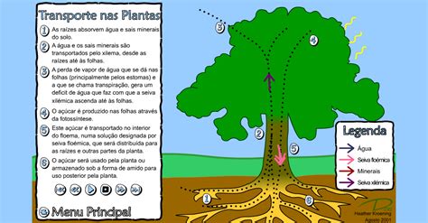 Transporta A Seiva Para Todas As Partes Da Planta - 9
