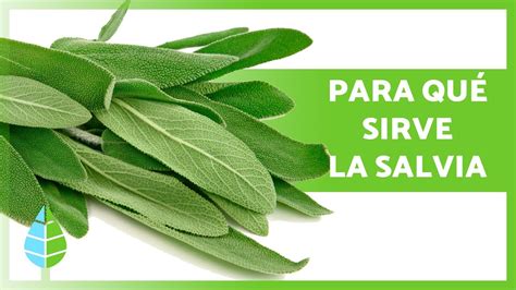 Los Sorprendentes Beneficios Del T De Salvia Para Qu Sirve Y C Mo