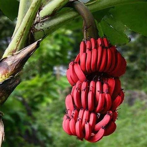 10 Amazing Types Of Bananas You Should Know About African Food Network