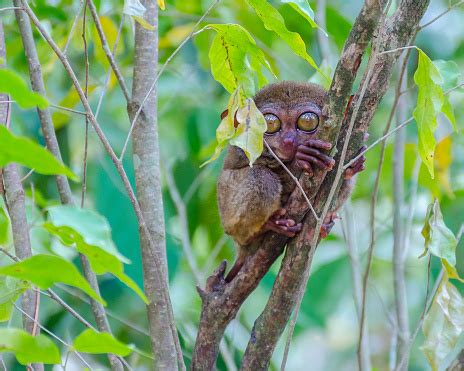 Tarsier Big Eyes Stock Photo - Download Image Now - Animal Wildlife ...