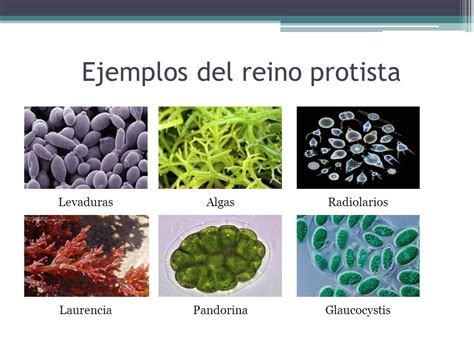 REINO PROTISTA Qué es el reino protista Es una clasificación de los