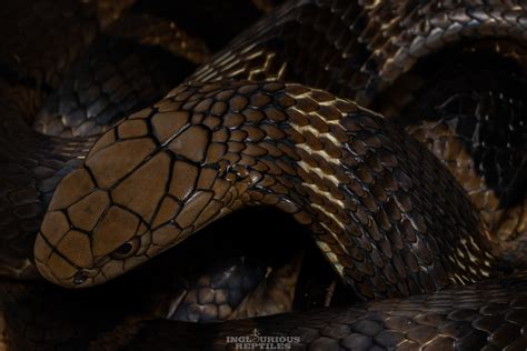 King Cobra In September 2020 By Artur Tomaszek INaturalist