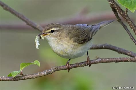 Willow Warbler - Phylloscopus trochilus