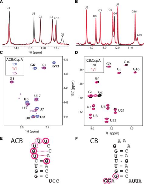 Imino H Nmr Spectra Of Acb A And Cb B Rna Hairpins In The Absence