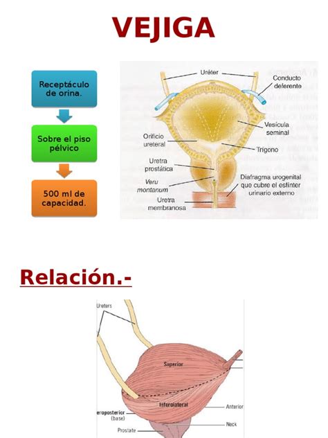 Organos Pelvicos Femenino Y Masculino Vejiga Urinaria Vagina