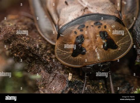 A close up of the head region of a giant cockroach (Blaberus giganteus ...