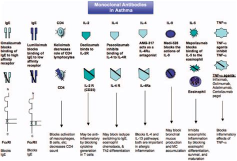 [pdf] The Role Of Monoclonal Antibodies In The Treatment Of Severe Asthma Semantic Scholar