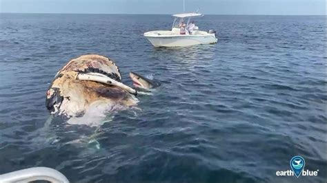 Scientists Capture Great White Shark Feeding Frenzy on Video