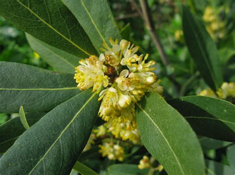 Vídeos para compartir: Todo lo que tienes que saber del laurel